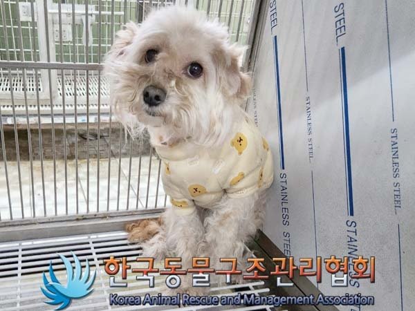 시 보호소에 입소했을 당시 보물이의 모습 (사진 동물보호관리시스템) ⓒ 뉴스1