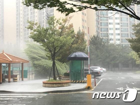 비바람에 흔들리는 나무 ⓒ News1 김항주 기자