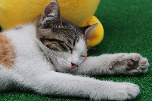 ▲ 고양이 사진. 사진=pixabay