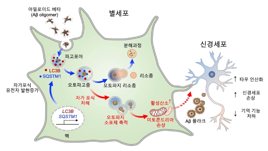 별세포의 자가포식 관련 유전자 조절은 알츠하이머 치매 환자의 뇌에서 아밀로이드 베타를 효과적으로 제거하는데 중요한 기전이다 / 출처 : 한국과학기술연구원(KIST)