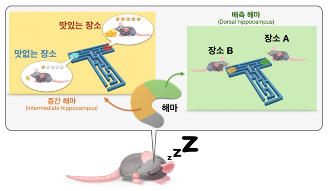 잠을 자거나 무의식 상태일 때, '맛있는 음식이 있는 장소'가 더 자주 재생된다 / 출처 : 서울대학교 보도자료