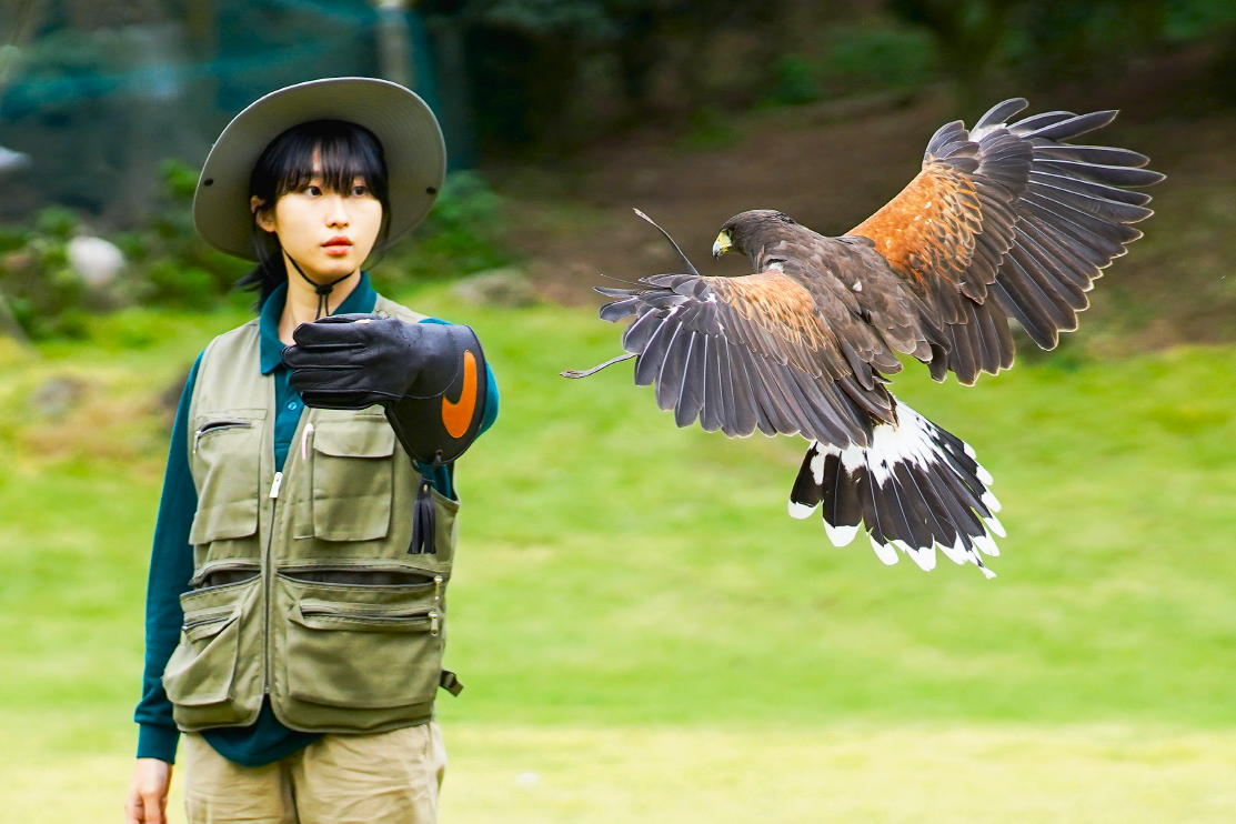 화조원 독수리 / 사진=VISIT제주