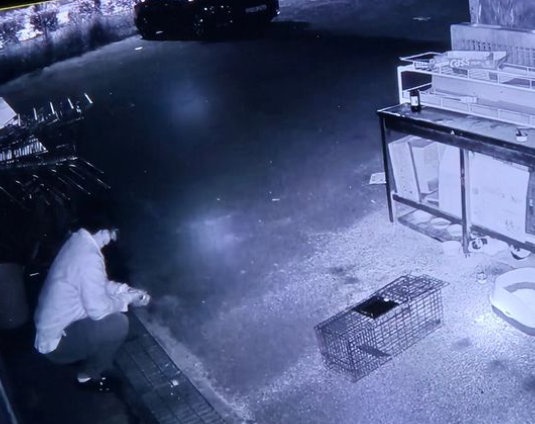 길고양이 담뱃불로 지지고 쇠막대기로 때리고…30대男, 경찰에 붙잡히자 꺼낸 말
