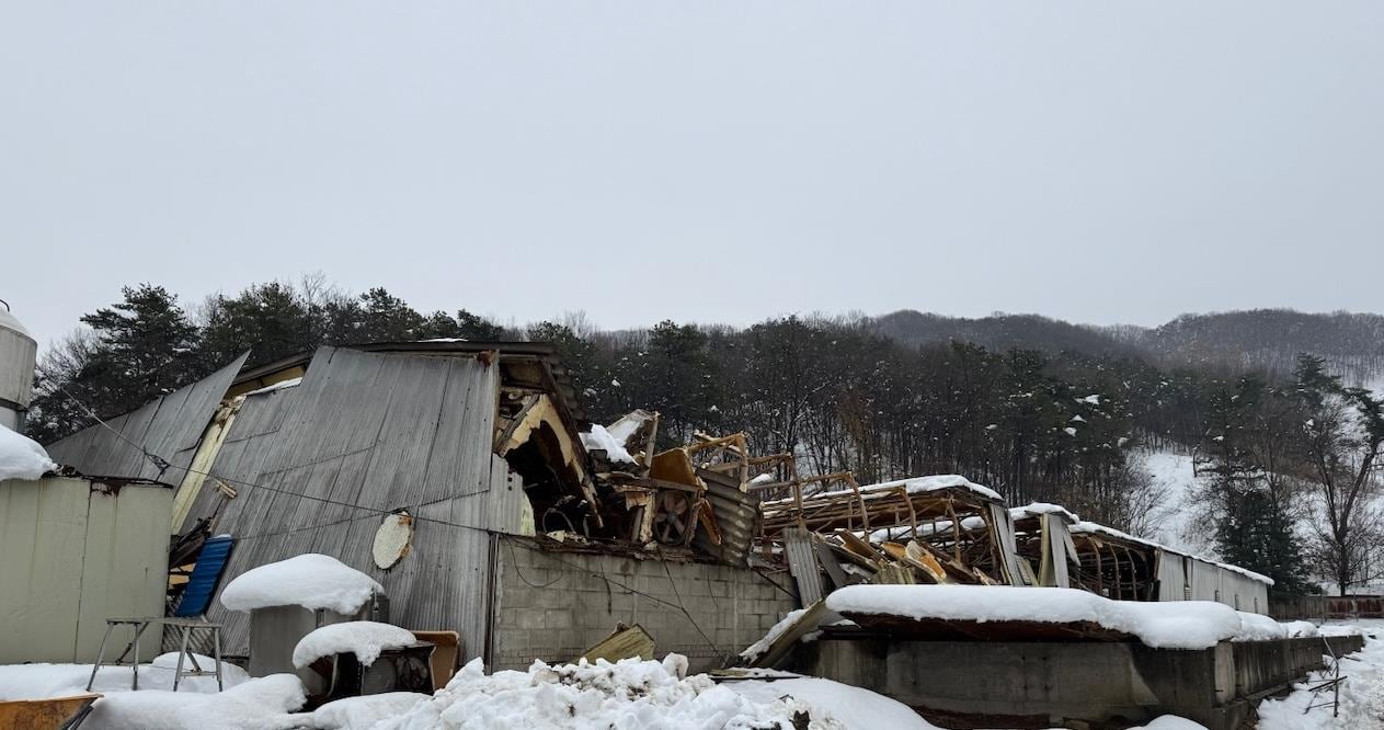 경기도 안성의 한 축산농가 축사가 폭설에 무너져 있다. /안성시 제공