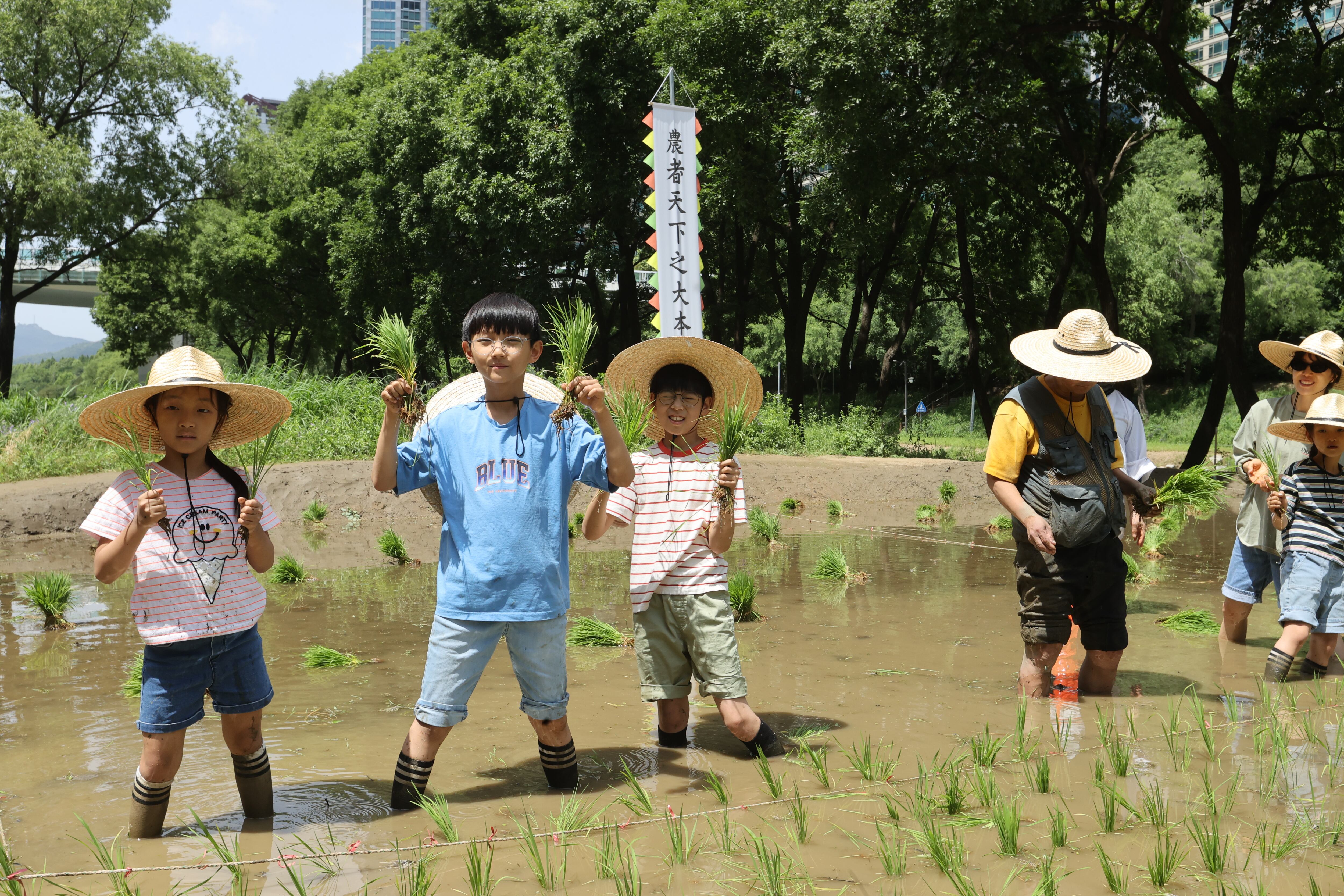 서울 강남구 양재천 벼농사 학습장에서 열린 전통 모내기 체험 행사에서 어린이집 아이들과 초등학교 학생들이 모를 심고 있다. /연합뉴스
