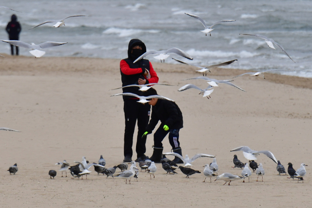 '서울서 비둘기 밥 주지 마세요'…걸리면 최대 100만원 과태료