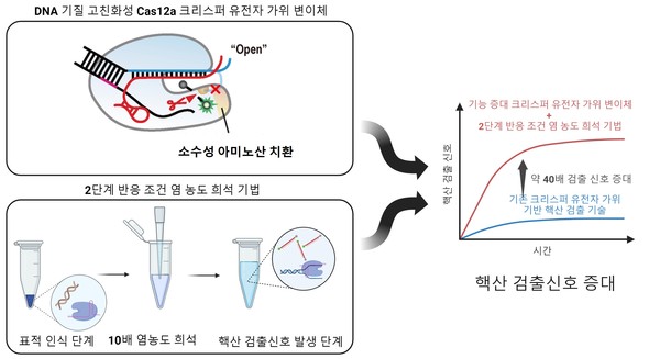 이 기술에서는 새롭게 개발한 DNA 기질 고친화성 크리스퍼 유전자 가위 변이체와 반응 조건 염 농도 희석 기법을  동시에 사용해 핵산 검출 신호를 최대 40배 이상 증대하여 크리스퍼 유전자 가위 기반 진단 기술의 검출 성능을 획기적으로 증대했다.