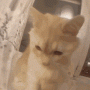 btb309eb74659360e7bcc969f97f9da523.gif