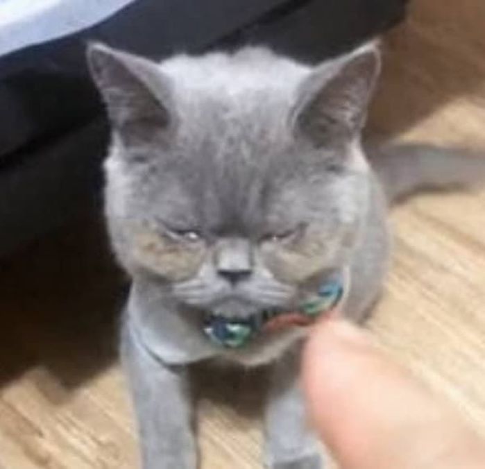 애니멀플래닛