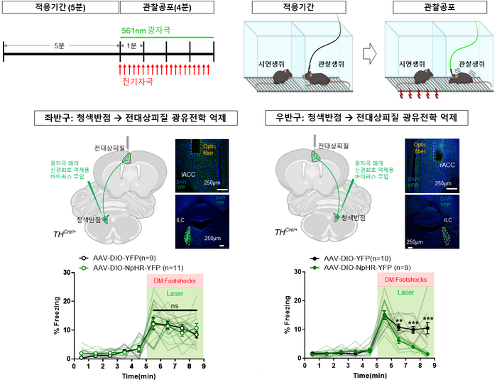 관찰 공포 실험 및 좌·우뇌 회로 억제 결과. ⓒ기초과학연구원