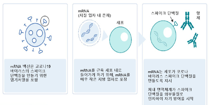 mRNA 백신의 작동원리(자료=질병관리청)
