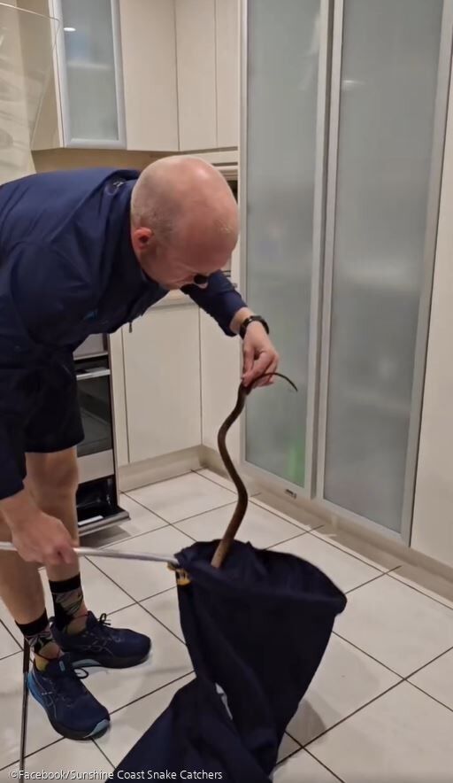 ⓒFacebook/Sunshine Coast Snake Catchers