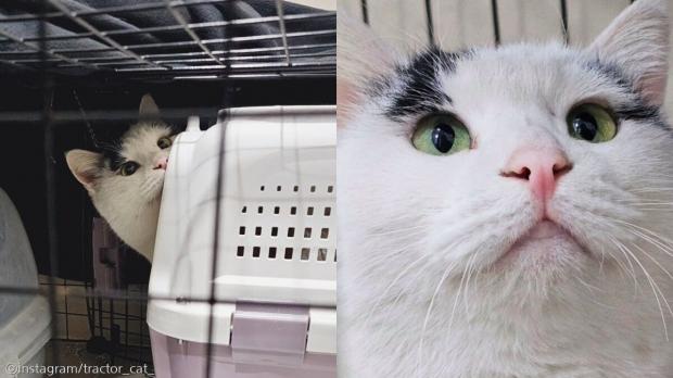 '평생 예뻐해줄게' 약속한 입양자, 날짜 조작한 사진 보내고 고양이