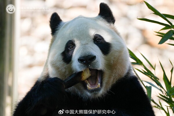 사진=중국자이언트판타보호연구센터 웨이보