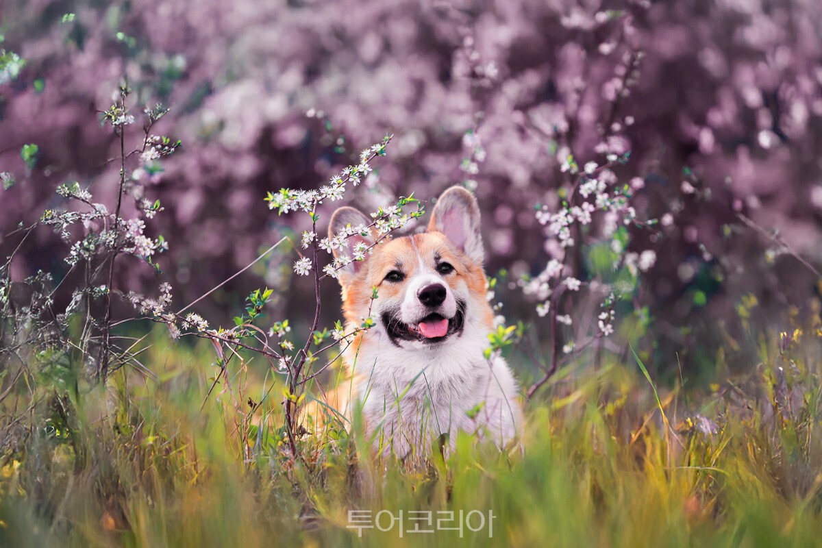 키녹 피크닉 패키지 /사진-교원투어