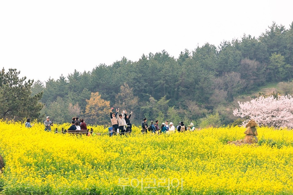 청산도 슬로걷기 축제가 열리는 청산도의 유채꽃밭 전경 /사진-완도군