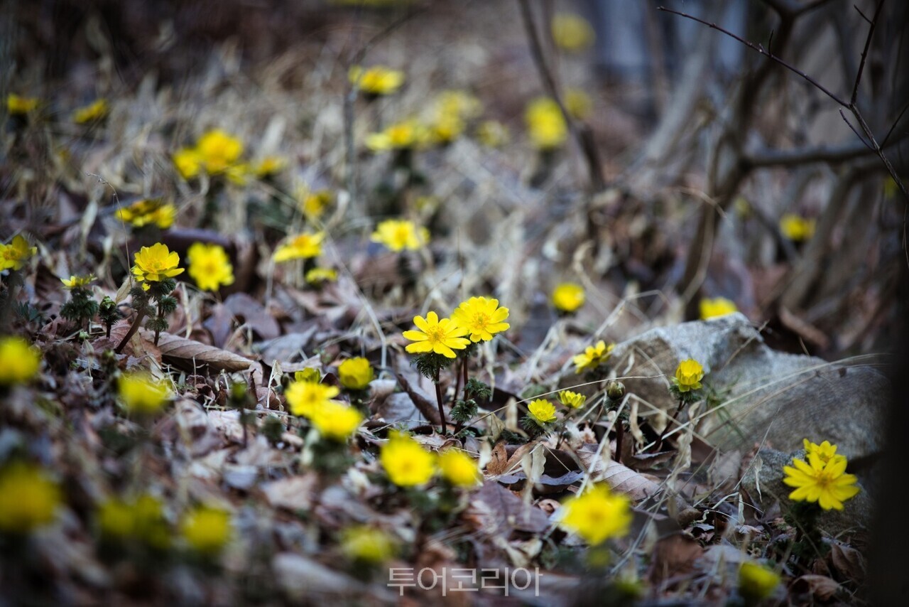 복수초/사진-아침고요수목원