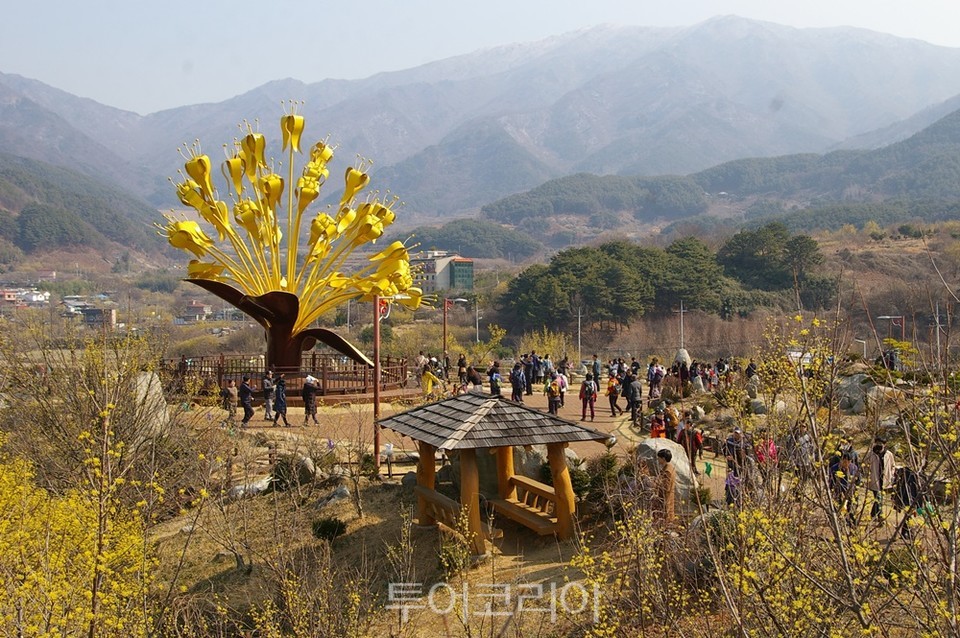 구례산수유축제 모습