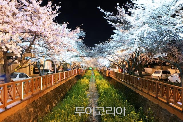로망스다리 / 사진-진해 군항제