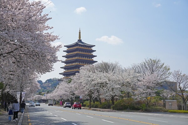 황룡사 벚꽃길./사진-경주시