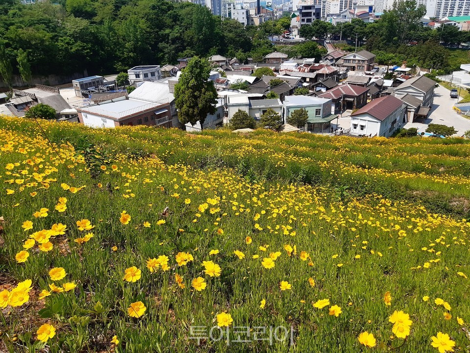 5월 금계국 만개한 순천드라마촬영장 풍경/사진-순천시 