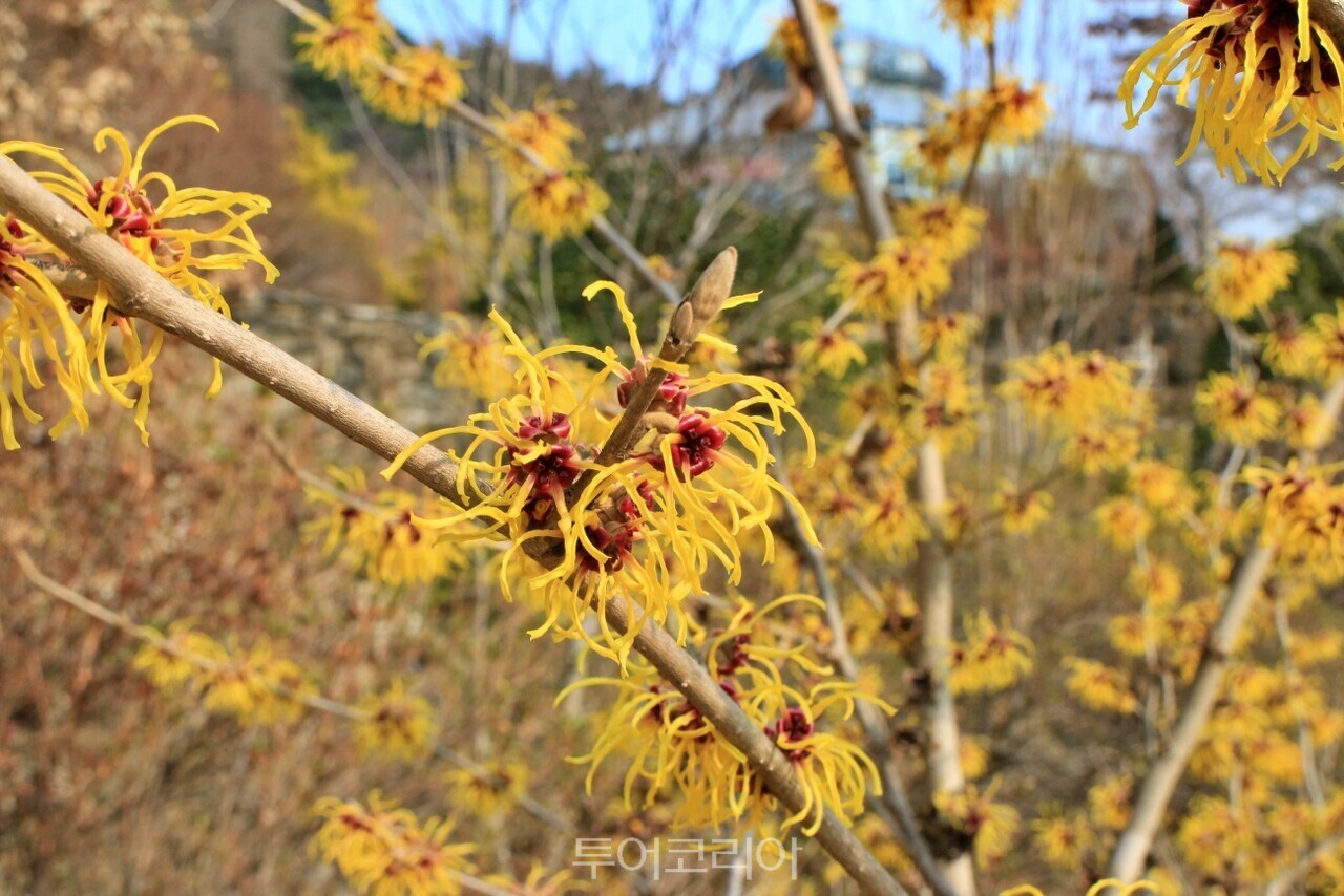풍년화/사진-아침고요수목원