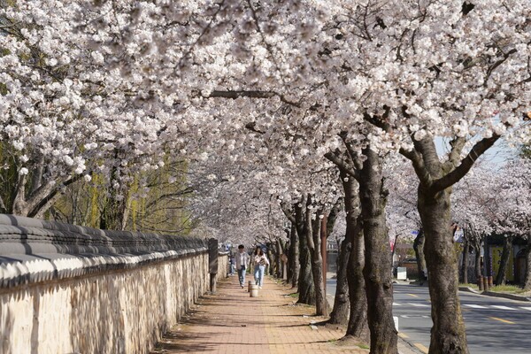 경주시 대릉원 벚꽃길./사진-경주시