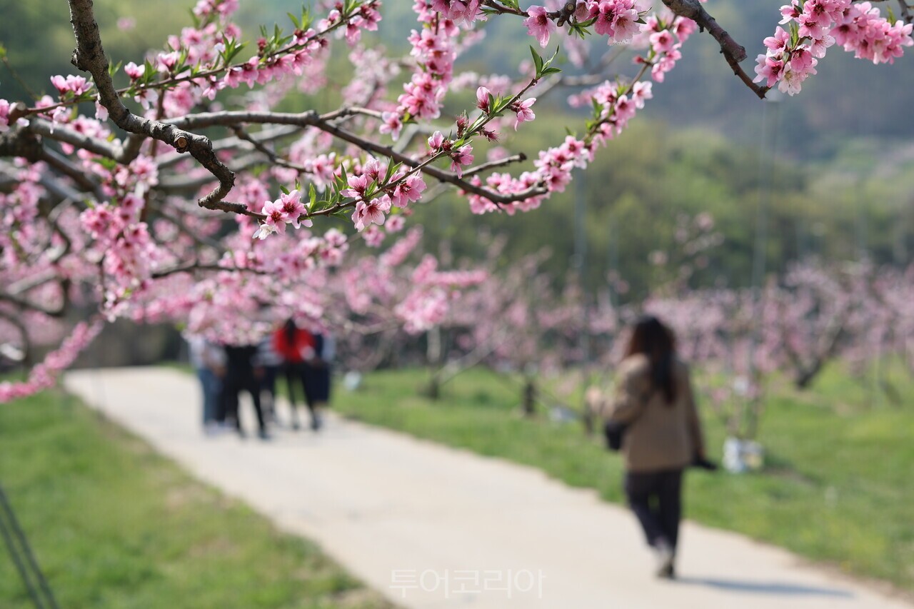 음성에서 ‘복사꽃 길따라’ 여행을 즐길 수 있다./사진-음성군