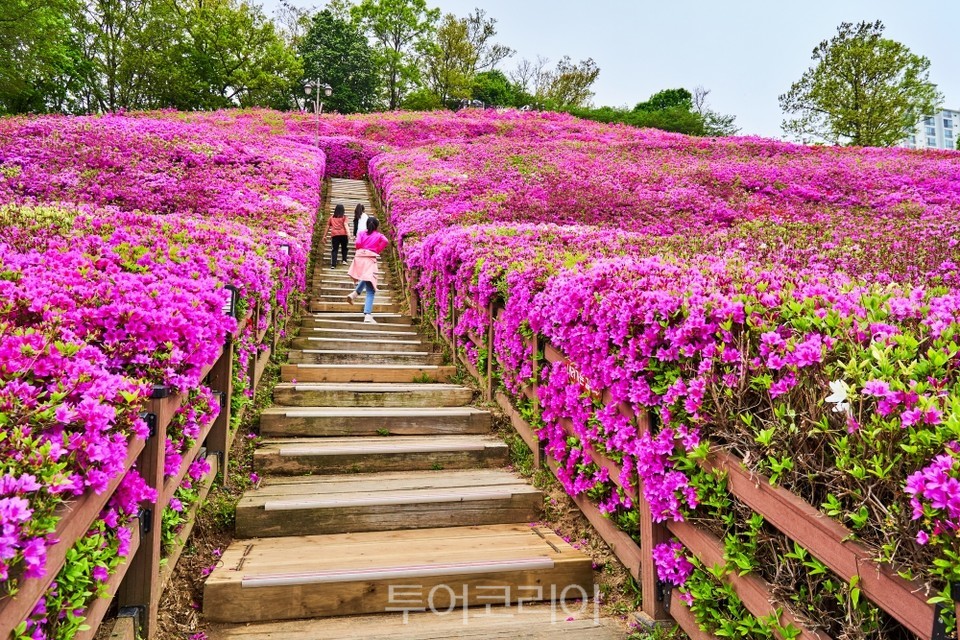군포 철쭉동산/사진-경기관광공사