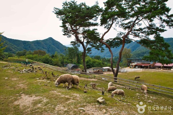 사진: 해피초원목장 ⓒ한국관광공사 포토코리아-강원지사)