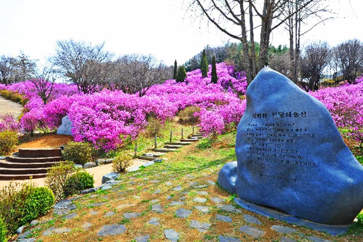 부천 원미산 진달래동산 부천 원미산 진달래동산
