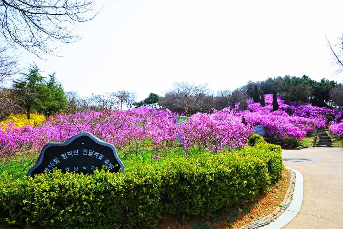 부천 원미산 진달래동산 풍경 부천 원미산 진달래동산 풍경