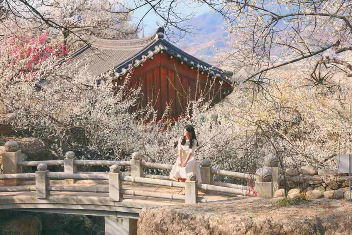 광양 매화 축제 광양 매화 축제