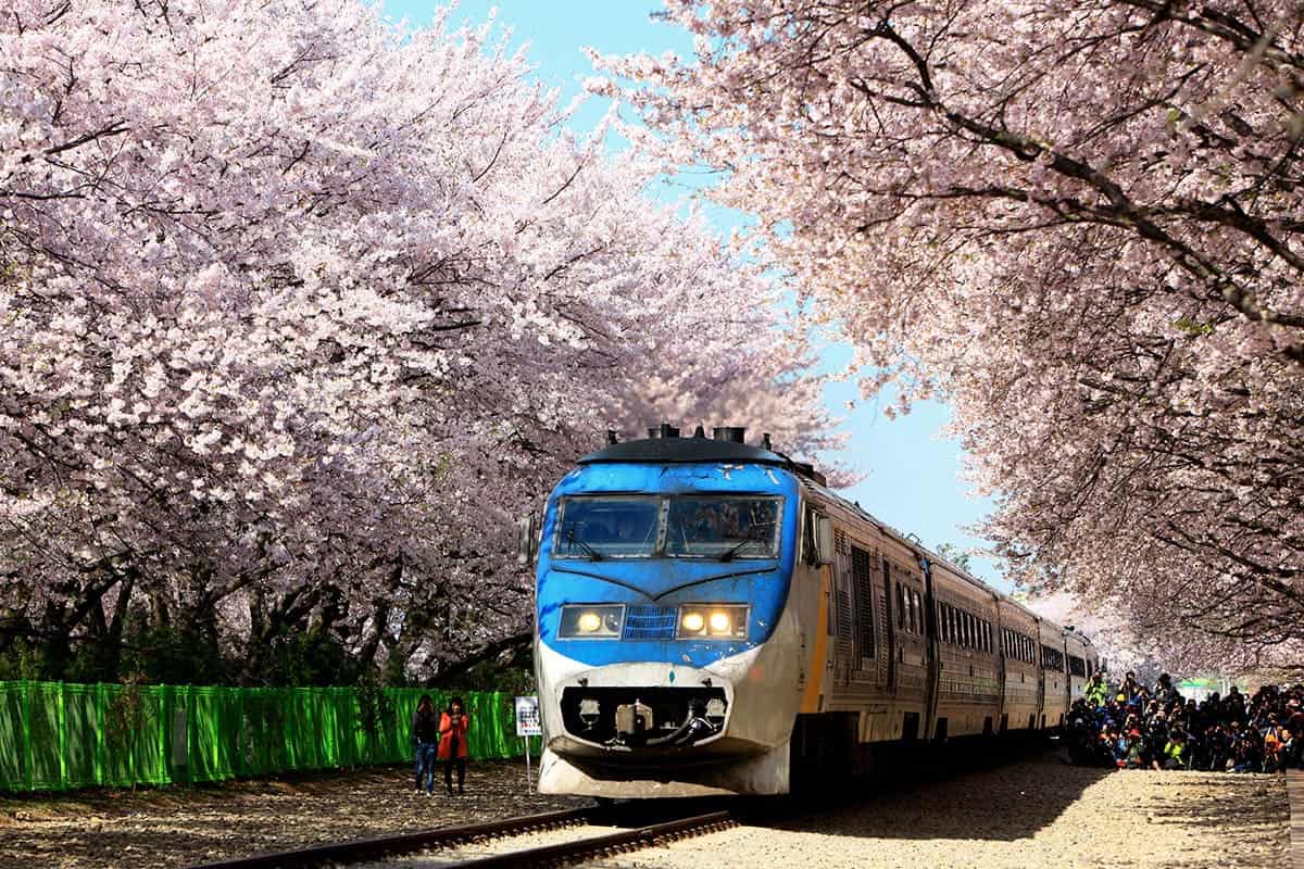경화역 벚꽃 경화역 벚꽃