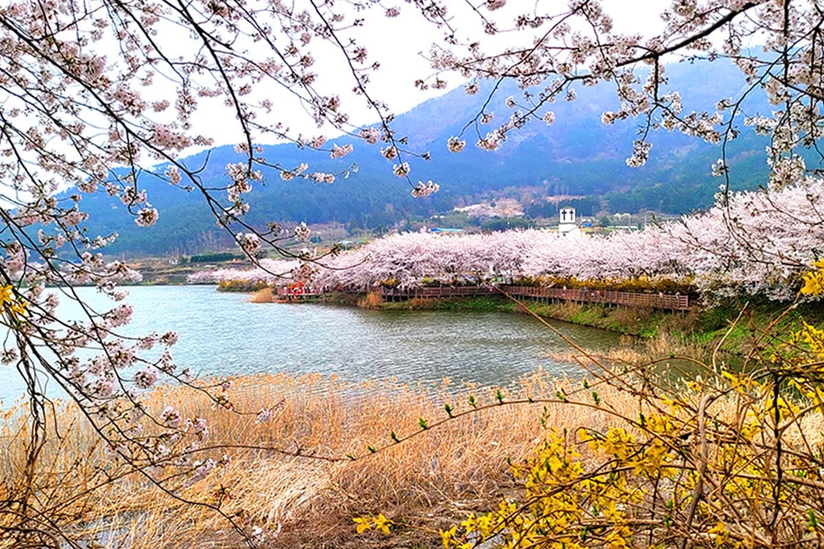 돌산도 승월마을 벚꽃 돌산도 승월마을 벚꽃