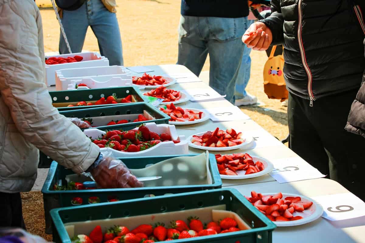 논산 딸기 축제 딸기 시식 논산 딸기 축제 딸기 시식