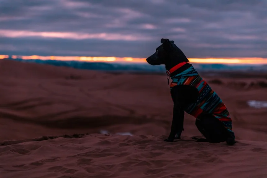 K9