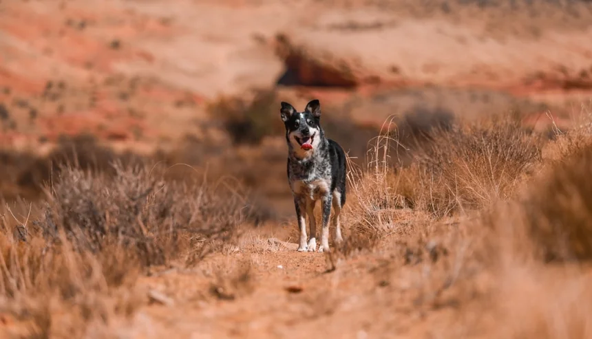 K9