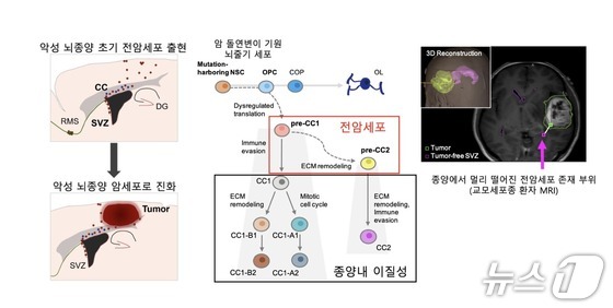 Conceptual diagram of research identifying precancerous cells that cause glioblastoma development and treatment resistance / Photo courtesy of KAIST