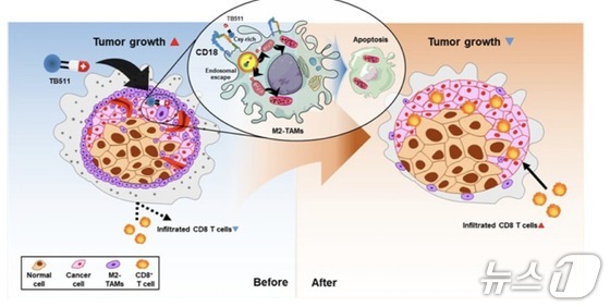 Conceptual diagram of research on developing a cancer immunotherapy candidate that selectively eliminates M2 cells to aid solid tumor treatment. / Photo courtesy of National Research Foundation of Korea