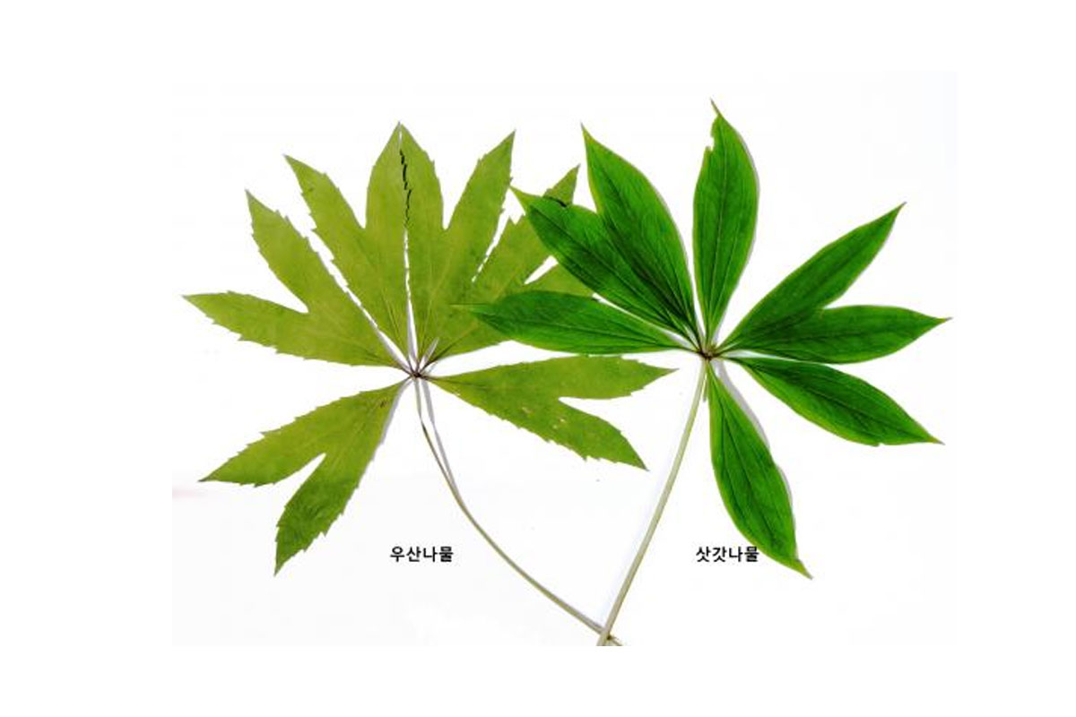 출처 : 국립수목원