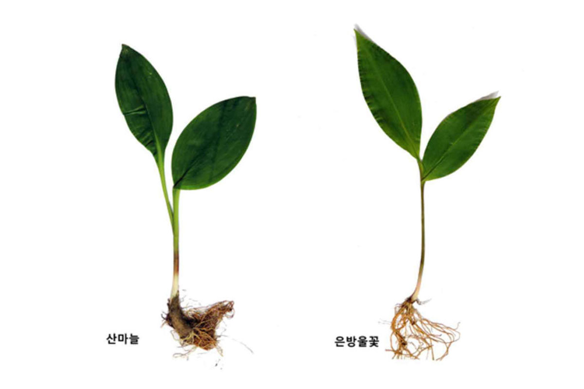 출처 : 국립수목원