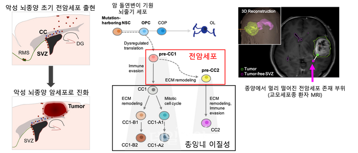 암 돌연변이 기원 세포 (뇌줄기세포)에서 전암세포로 분화된 이후, 이것이 교모세포종의 진화와 재발 및 종양내 이질성 형성에 핵심적인 역할을 하는 과정을 보여주는 모식도. ⓒ한국과학기술원