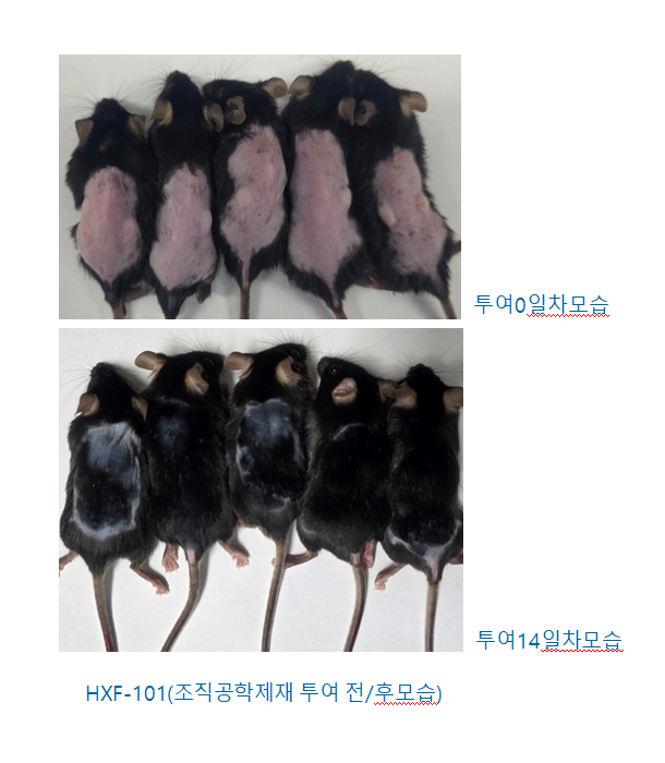 모발 휴지기 상태의 쥐에 인체 모유두세포 기반 조직공학제제 'HXF-101'을 투여한 경과(자료=한바이오)