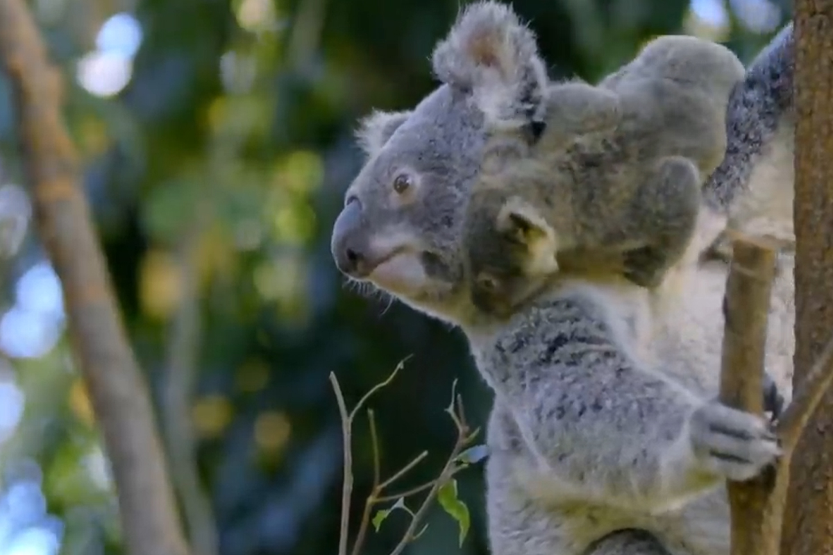 기사와 관련 없는 자료 사진 / 출처: EBS '녹색동물 2부 굶주림'