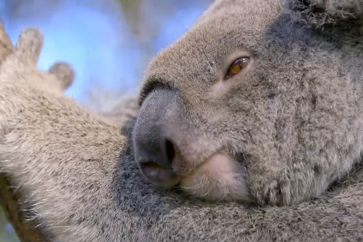 기사와 관련 없는 자료 사진 / 출처: EBS '녹색동물 2부 굶주림'