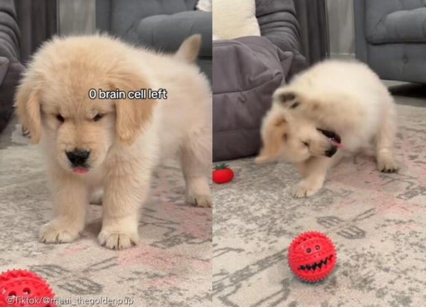 ⓒTiktok/@maui_thegoldenpup