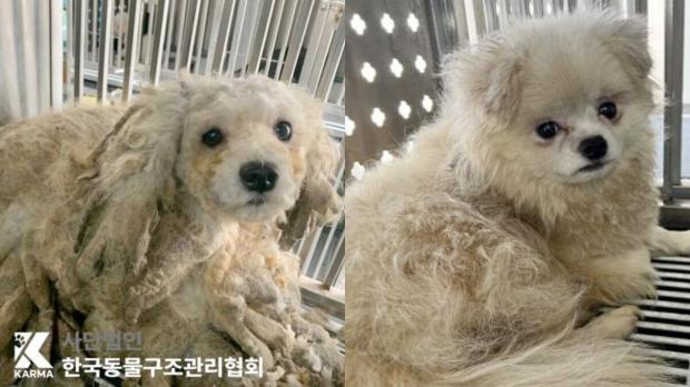 나흘간 대치4동 일대 주차장에서 발견된 말티즈들 유기 의심..보호소행