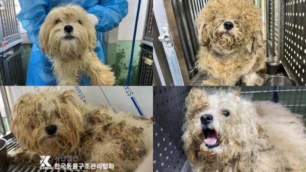 나흘간 대치4동 일대 주차장에서 발견된 말티즈들 유기 의심..보호소행