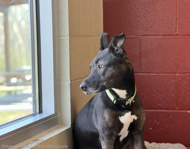 ⓒHumane Society for Hamilton County